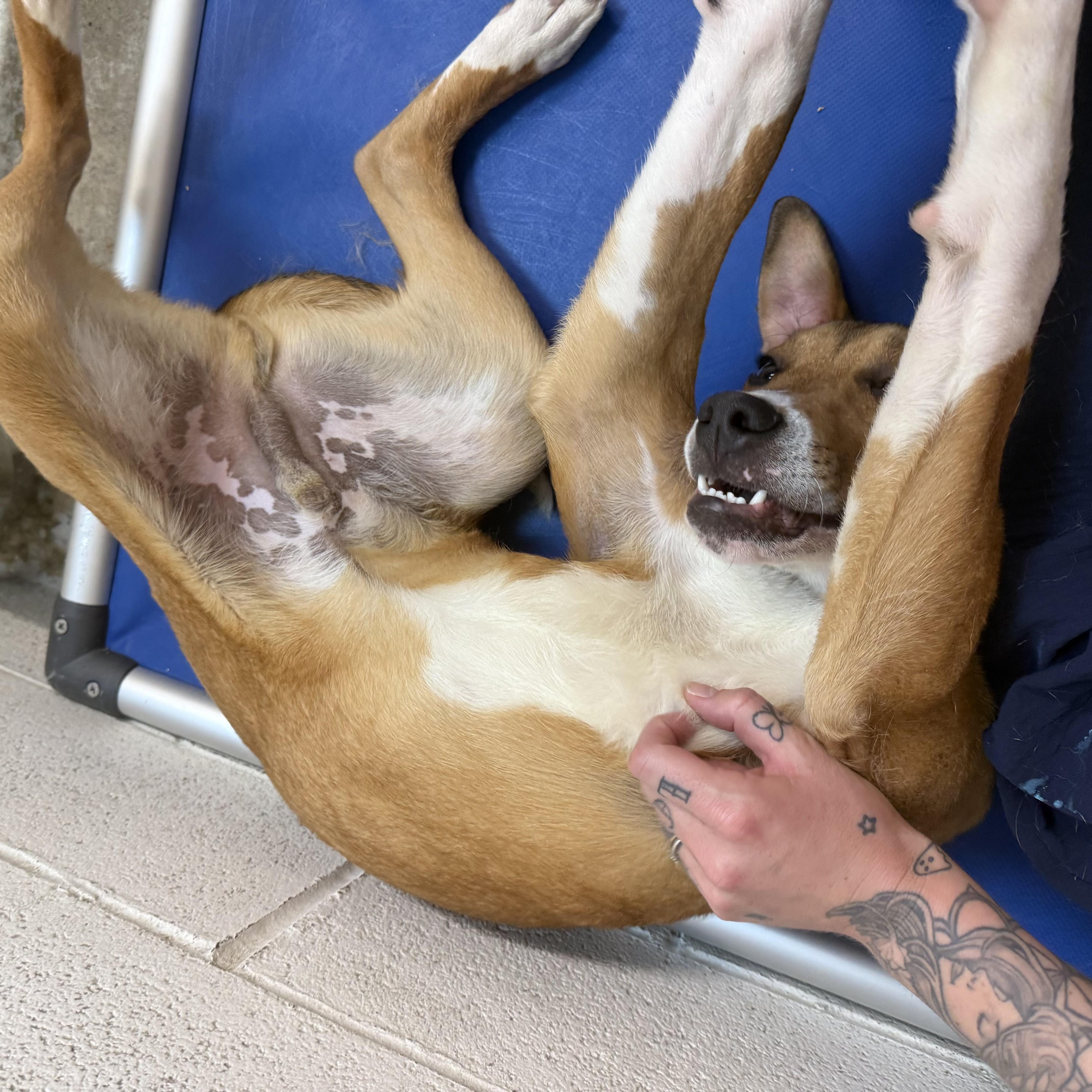 A baby medium-sized male Yellow / Tan / Blond / Fawn Mixed Breed dog named Cooper for adoption in Beacon, NY