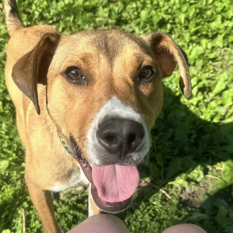 Cooper thumbnail 5