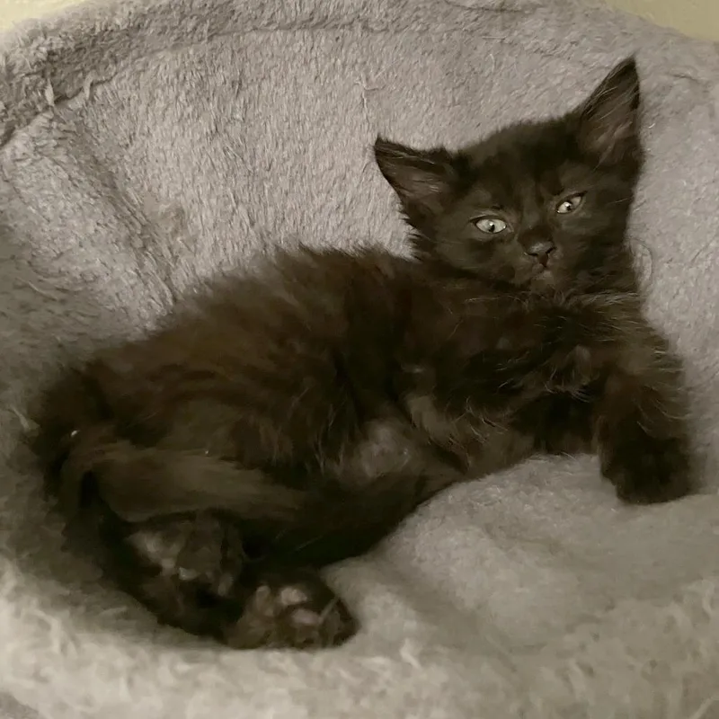 A baby small-sized male Black Domestic Medium Hair cat named Alpine Racing for adoption in Austin, TX