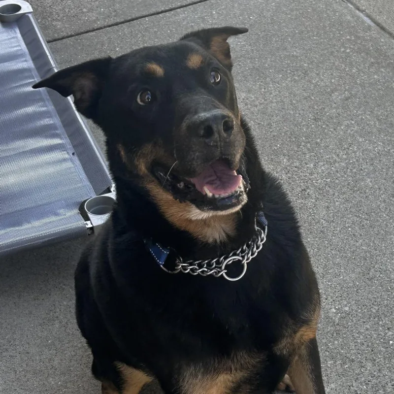 Sir Francis thumbnail 2