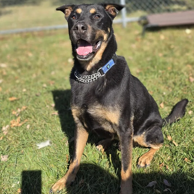 Sir Francis thumbnail 3