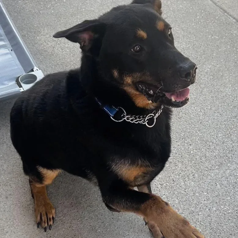 Sir Francis thumbnail 4