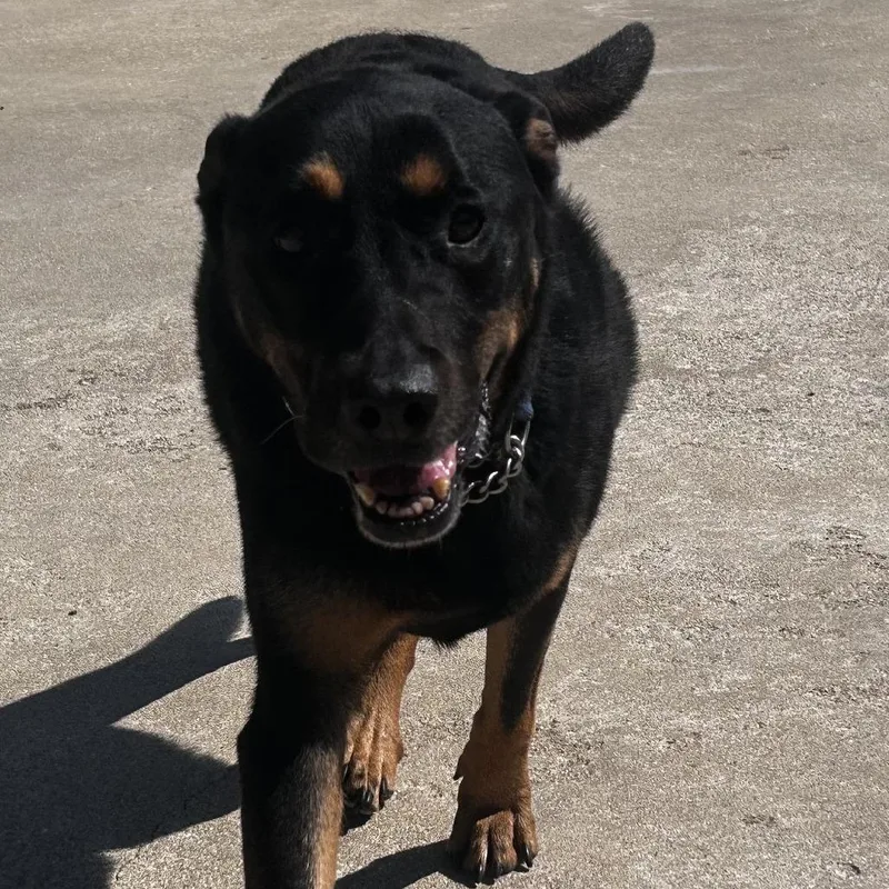 Sir Francis thumbnail 5