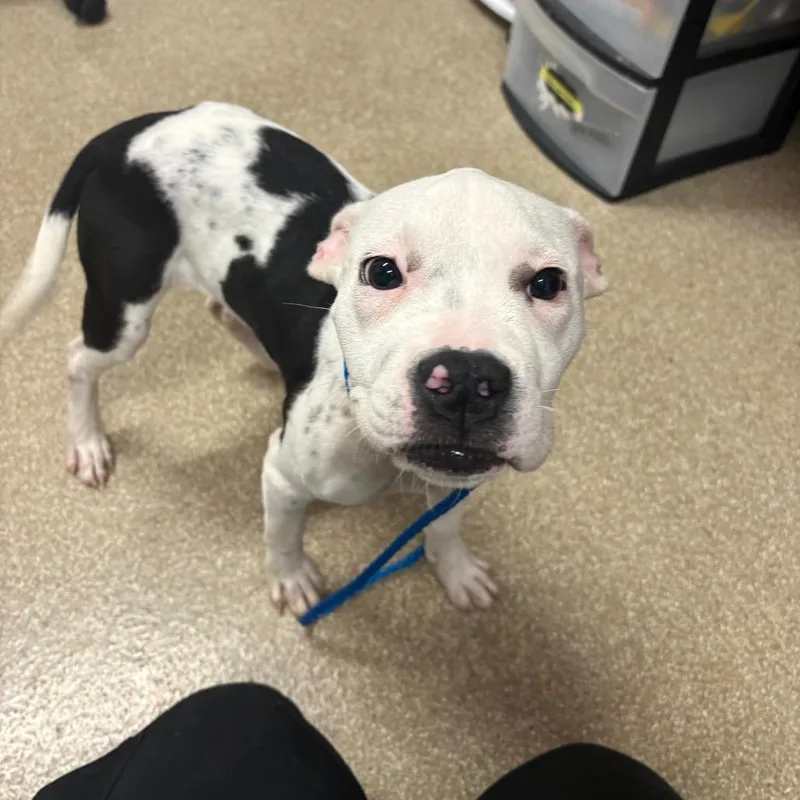 A baby medium-sized female White / Cream Boxer dog named Ms. Piggy for adoption in League City, TX