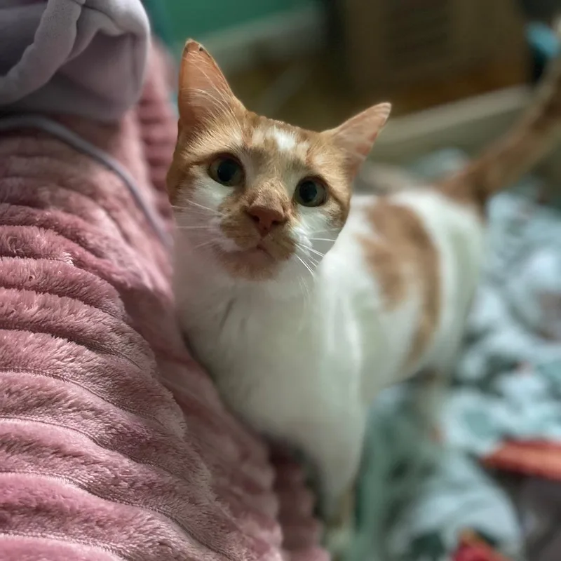 An adult small-sized female White Domestic Short Hair cat named Honey for adoption in Lexington, KY