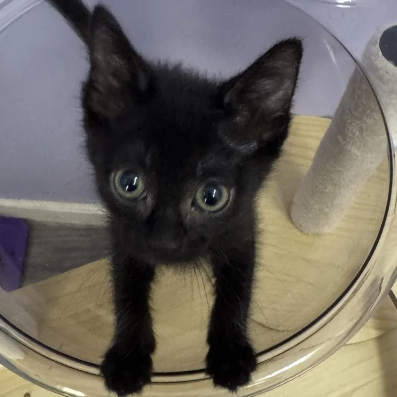 A baby small-sized female Black Domestic Short Hair cat named MaryAnn for adoption in Chattanooga, TN