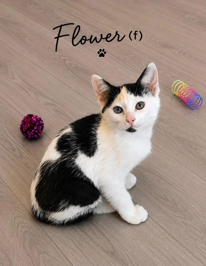 A baby medium-sized female Black Domestic Short Hair cat named Flower for adoption in Medina, OH
