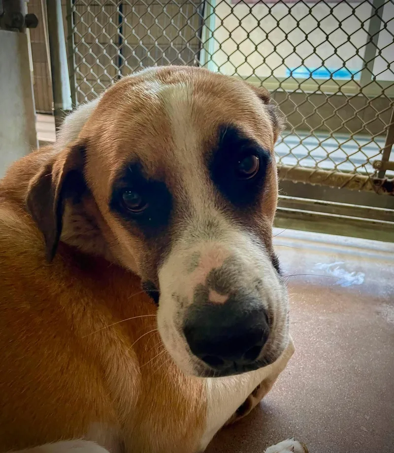 A young large-sized male Apricot / Beige Saint Bernard dog named Atlas for adoption in Phoenix, AZ