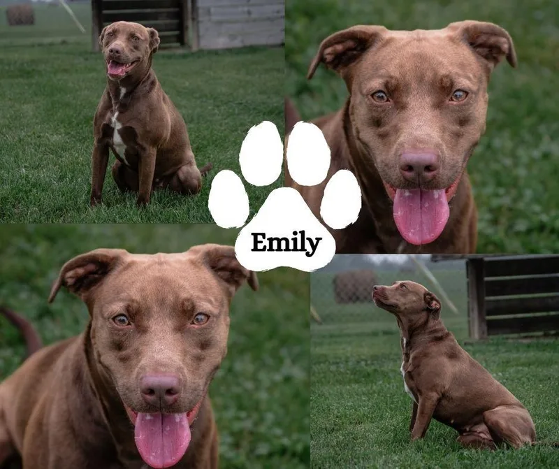 An adult medium-sized female Brown / Chocolate Labrador Retriever dog named Emily for adoption in Winchester, KY