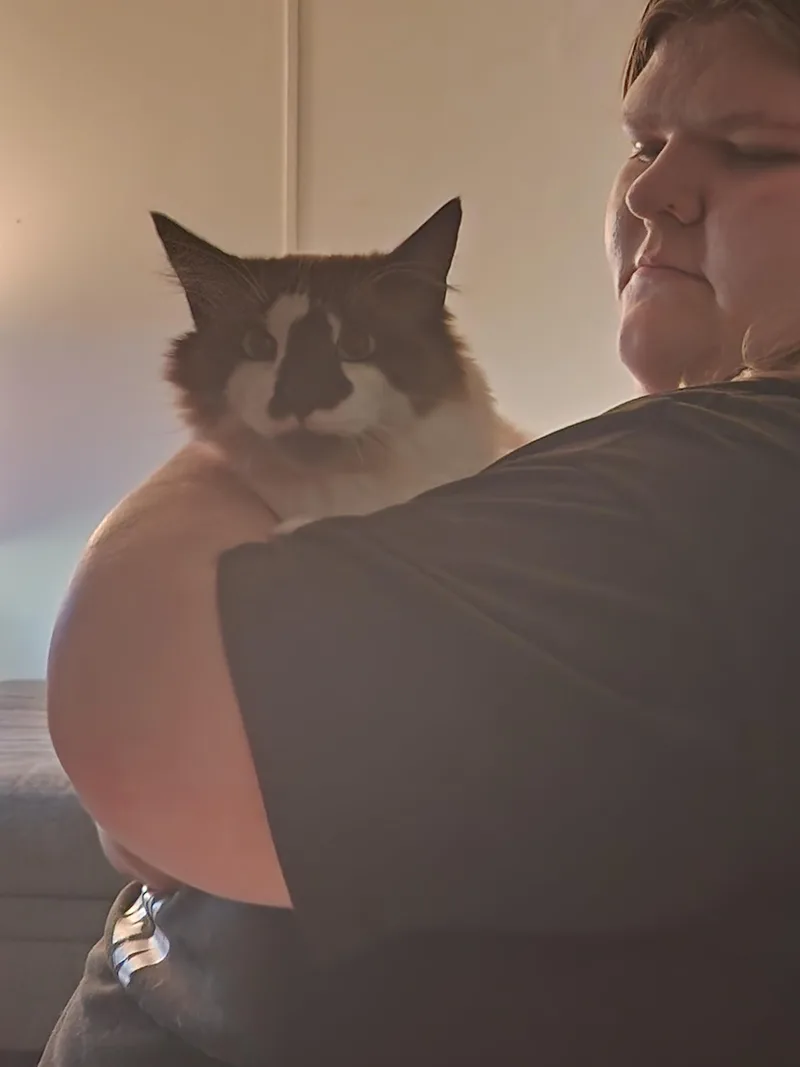 An adult large-sized male Lilac Point Ragdoll cat named Bruno for adoption in Mount Pleasant, TX