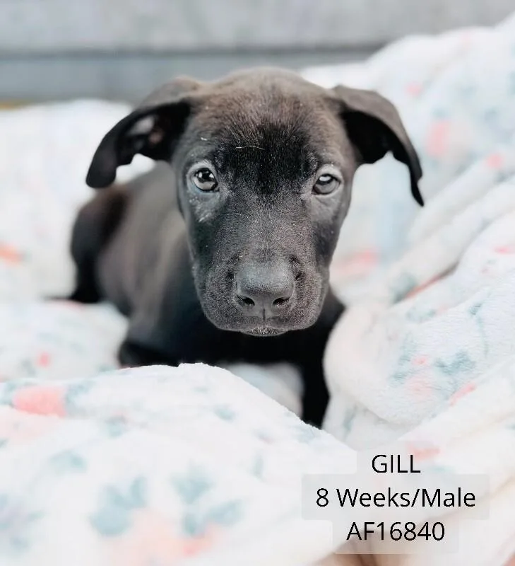 A young medium-sized male Pit Bull Terrier dog named Gil for adoption in Supply, NC
