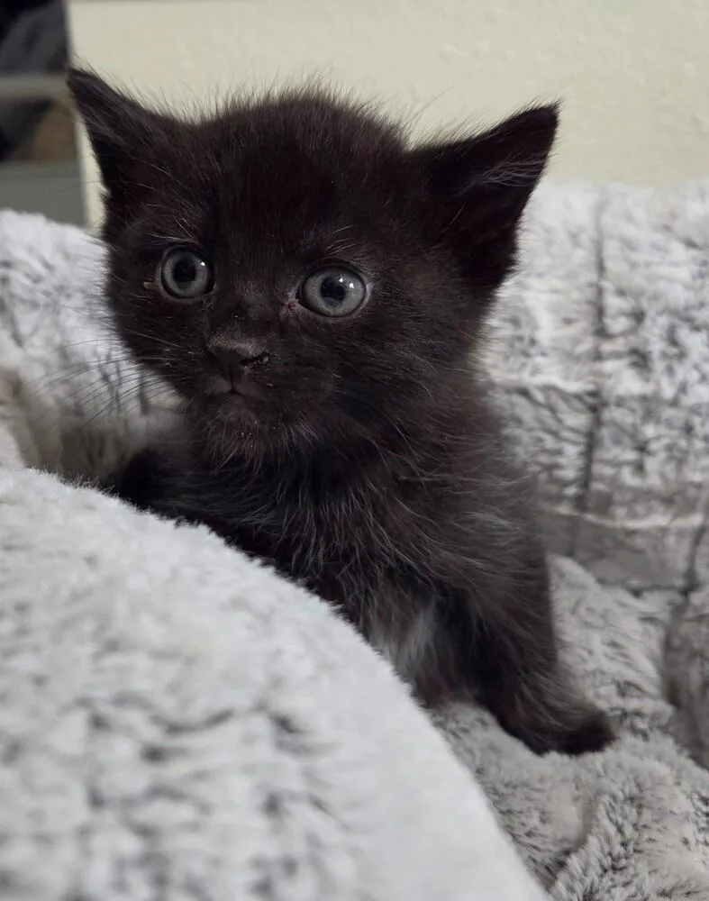 A baby small-sized male Black & White / Tuxedo Domestic Medium Hair cat named Ash for adoption in Calimesa, CA