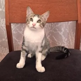 A baby small-sized female White Domestic Short Hair cat named Katalina for adoption in Jupiter, FL