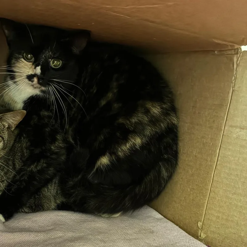 A young medium-sized female Tortoiseshell Domestic Short Hair cat named Tostito for adoption in Windsor, VA