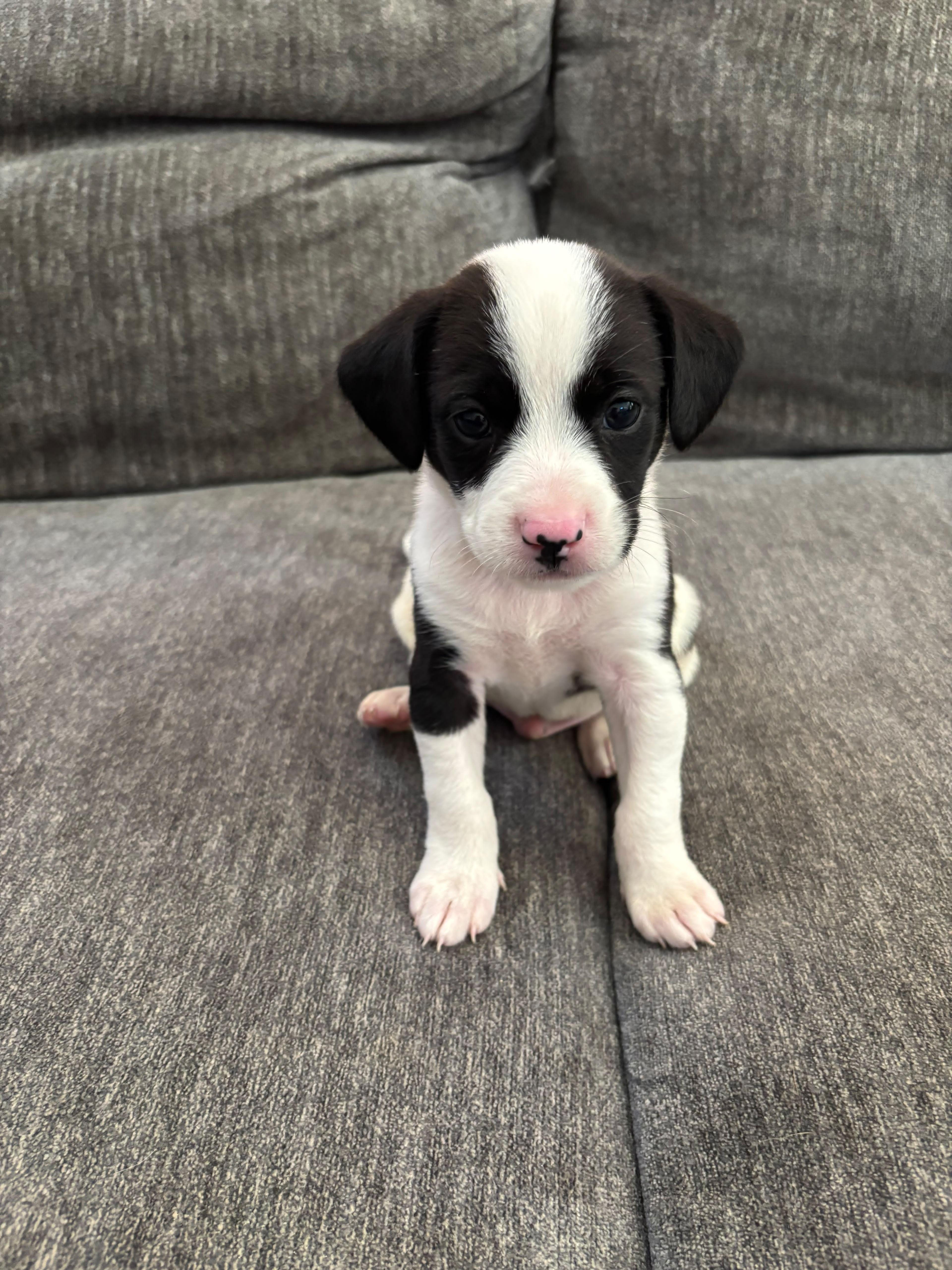 A baby small-sized male Labrador Retriever dog named Churro for adoption in Discovery Bay, CA