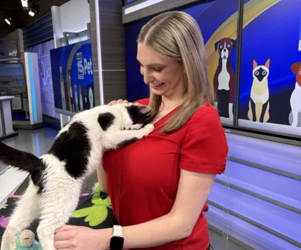 A young medium-sized male Domestic Short Hair cat named Kermit for adoption in Fort Wayne, IN