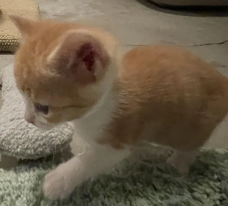 A baby medium-sized female Orange & White Tabby cat named Grisbella for adoption in Elgin, SC