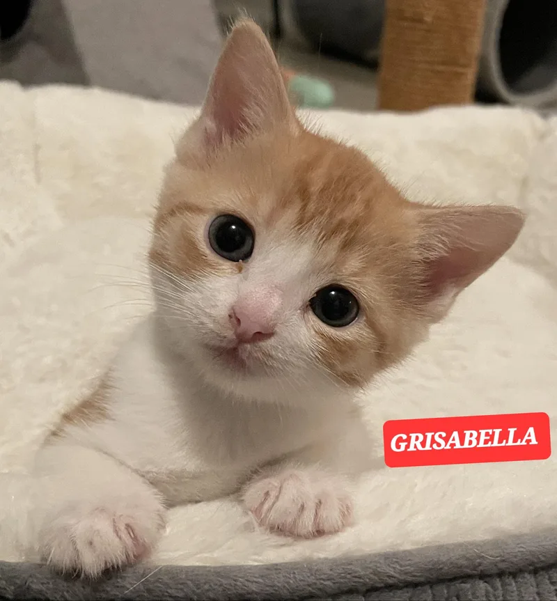 Grisbella thumbnail 2