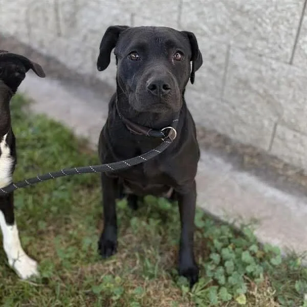 A young medium-sized female Black American Staffordshire Terrier dog named Charlotte for adoption in Turlock, CA