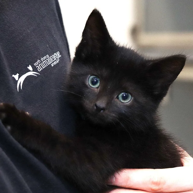A baby small-sized male Domestic Short Hair cat named Luther for adoption in Port Washington, NY