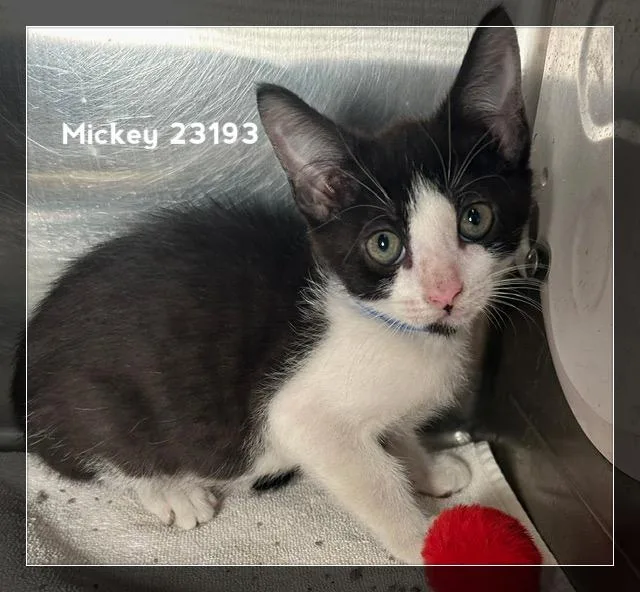 A baby medium-sized male Black & White / Tuxedo Domestic Short Hair cat named Mickey for adoption in Marietta, GA