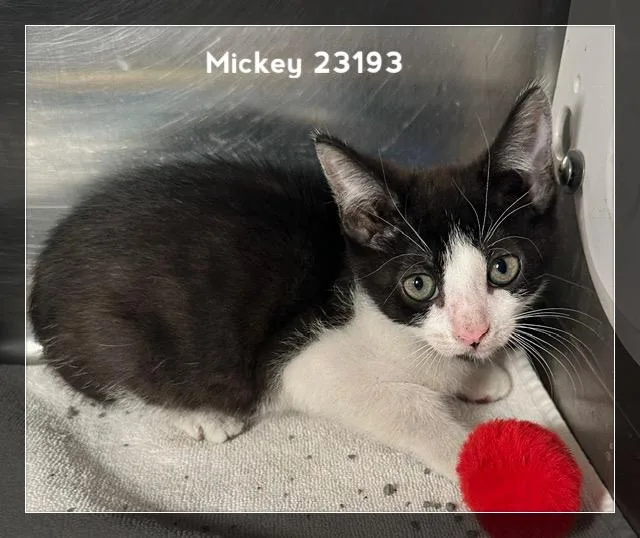 Mickey thumbnail 2