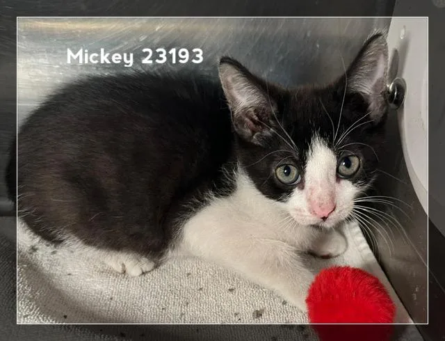 Mickey thumbnail 3