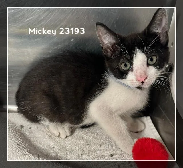 Mickey thumbnail 4