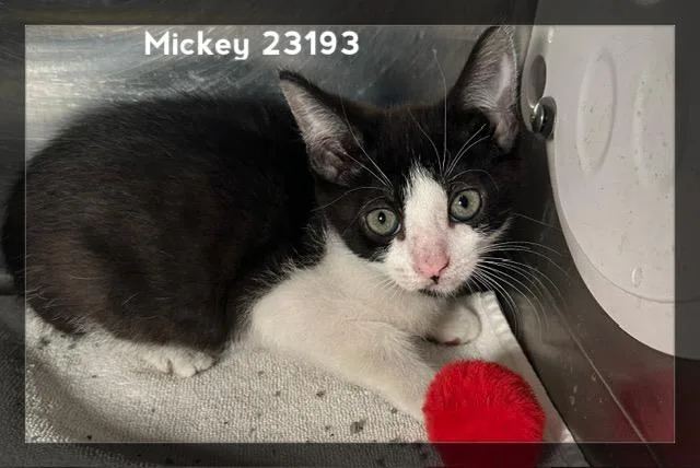Mickey thumbnail 5
