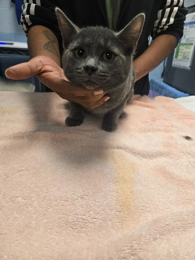 A baby small-sized male Domestic Short Hair cat named Nico for adoption in Detroit, MI