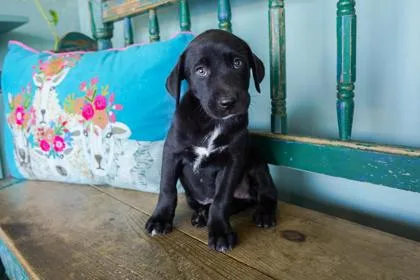 A baby small-sized female Labrador Retriever dog named Dolly for adoption in San Antonio, TX