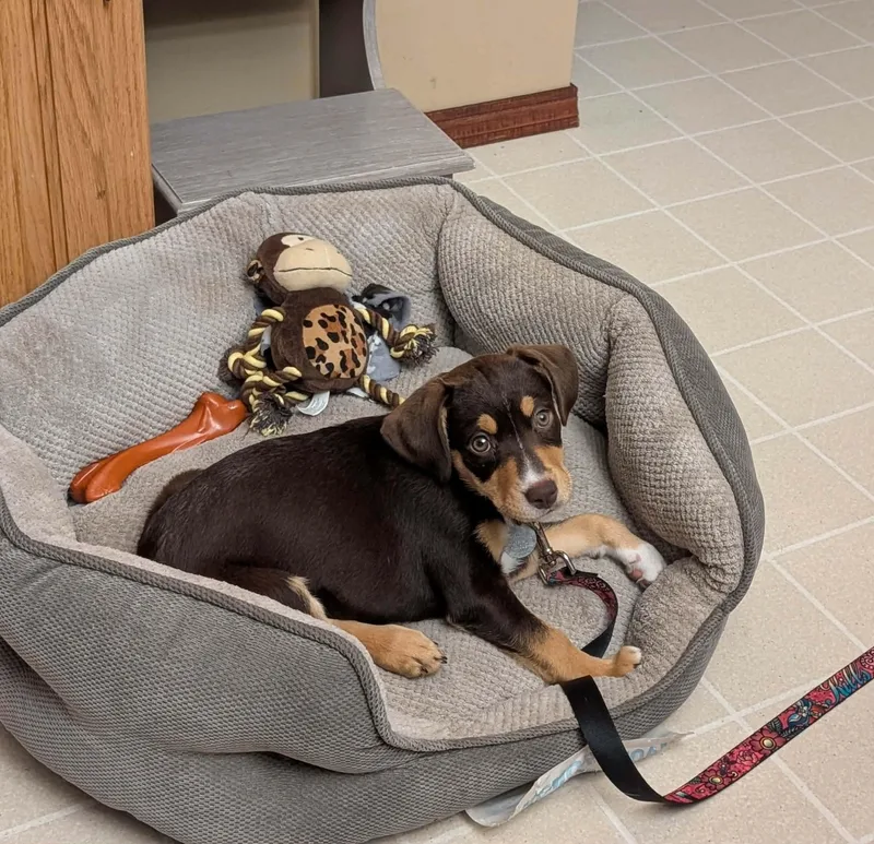 A baby medium-sized female Mixed Breed dog named Azalea for adoption in De Pere, WI