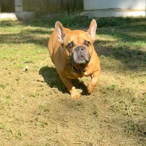 A young medium-sized male Brown / Chocolate French Bulldog dog named Steve for adoption in Memphis, TN
