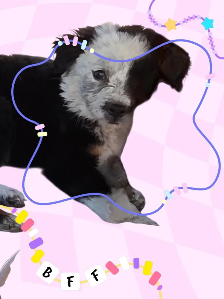 A baby medium-sized female Tricolor (Brown, Black, & White) Border Collie dog named May for adoption in Evergreen, CO