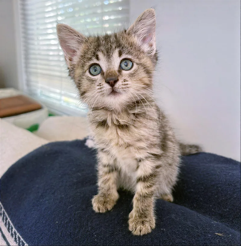 A baby medium-sized female Tabby (Brown / Chocolate) Domestic Short Hair cat named Nova for adoption in Nashville, TN
