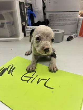 A baby small-sized female Pit Bull Terrier dog named Khloe for adoption in Gainesville, FL