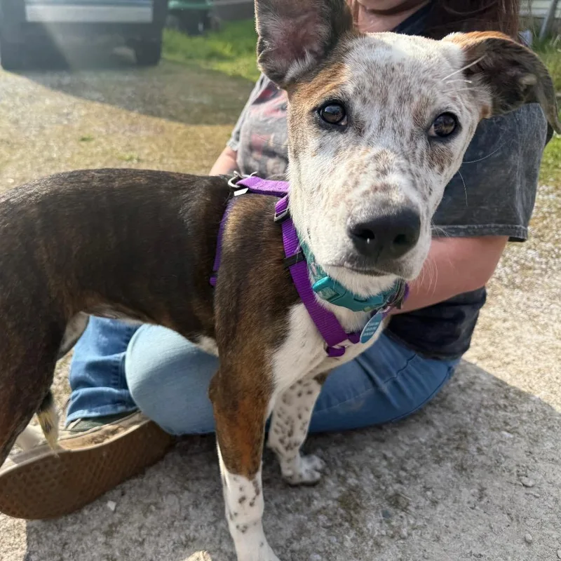 A baby medium-sized female Brindle Pointer dog named Harper for adoption in Bellingham, WA
