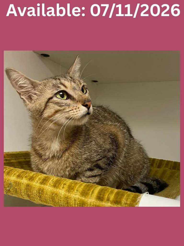 A young medium-sized female Domestic Short Hair cat named Cat Condo for adoption in Greenville, TX