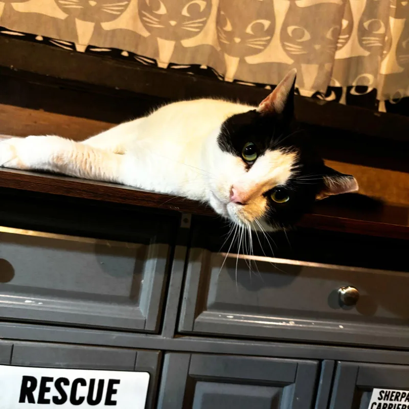 A senior medium-sized male Black & White / Tuxedo Domestic Short Hair cat named July for adoption in Brooklyn, NY