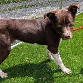An adult medium-sized male Brown / Chocolate Australian Shepherd dog named Lars for adoption in Falls Church, VA