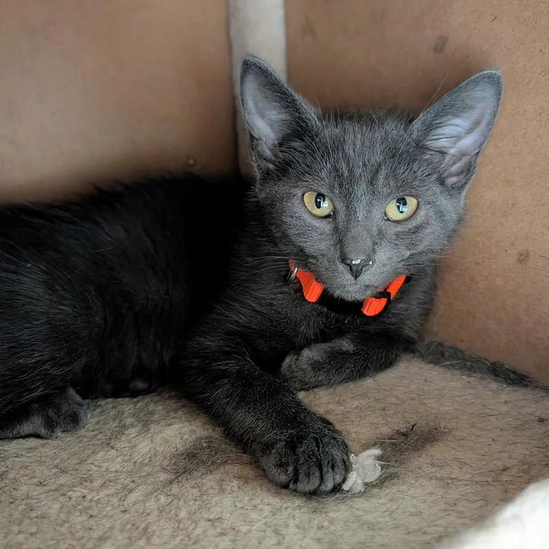 A baby medium-sized male Domestic Short Hair cat named Gilla for adoption in Newburgh, IN