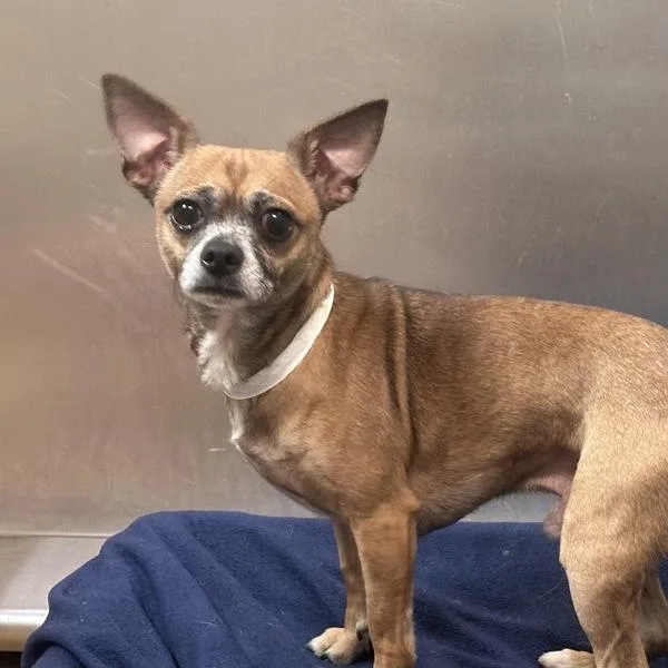 An adult small-sized male Chihuahua dog named Manimal for adoption in Walnut Creek, CA