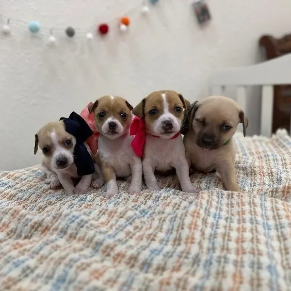 A baby small-sized male Yellow / Tan / Blond / Fawn Chihuahua dog named Peanut Polly Pocket for adoption in Friendswood, TX