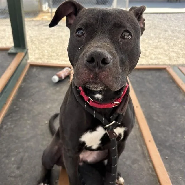 A young medium-sized female Pit Bull Terrier dog named Emory for adoption in Lincolnton, NC