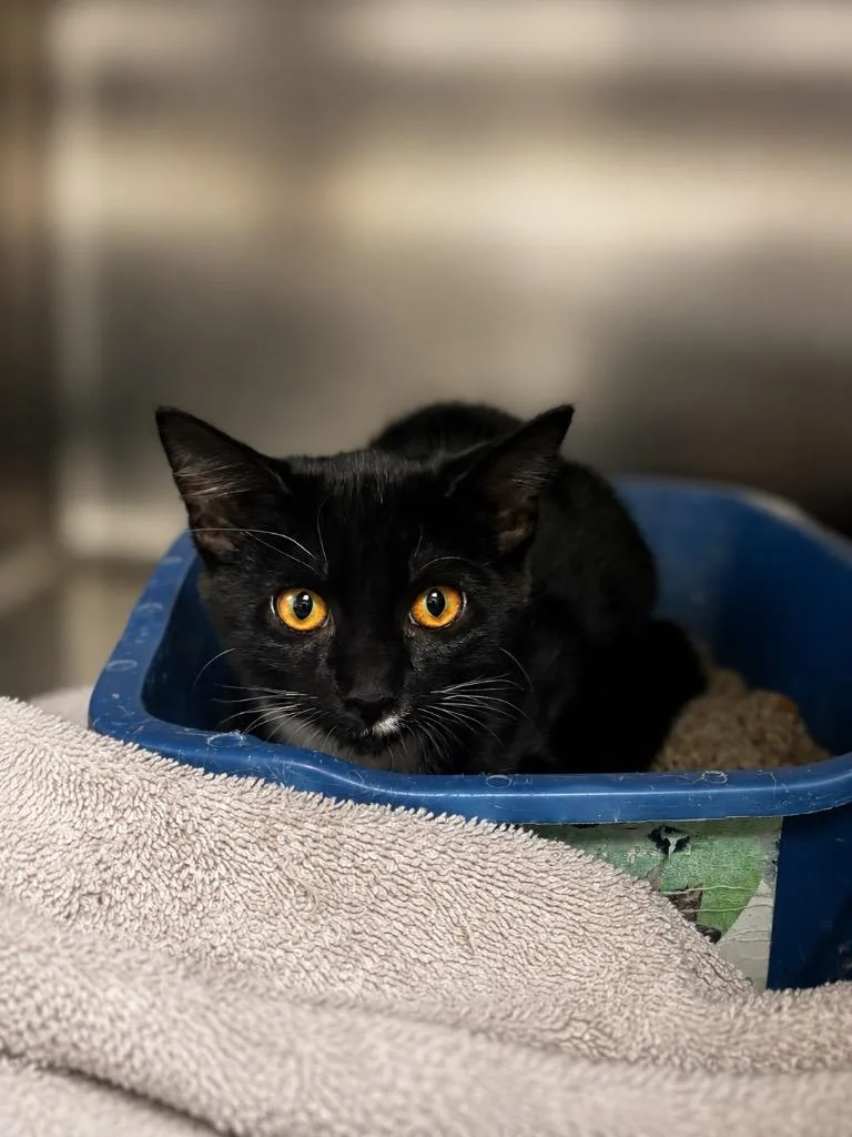 A baby small-sized female Domestic Short Hair cat named Maple for adoption in Lima, OH