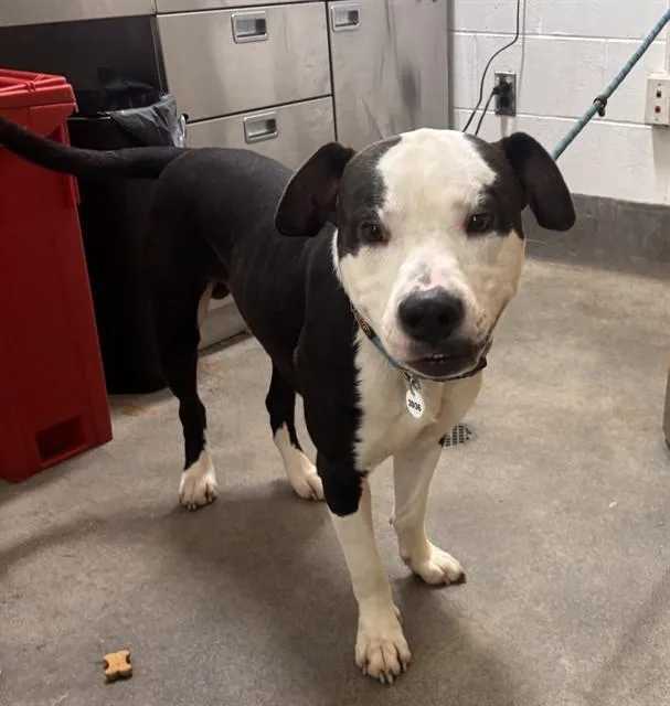An adult large-sized male Pit Bull Terrier dog named Jedi for adoption in Upper Marlboro, MD