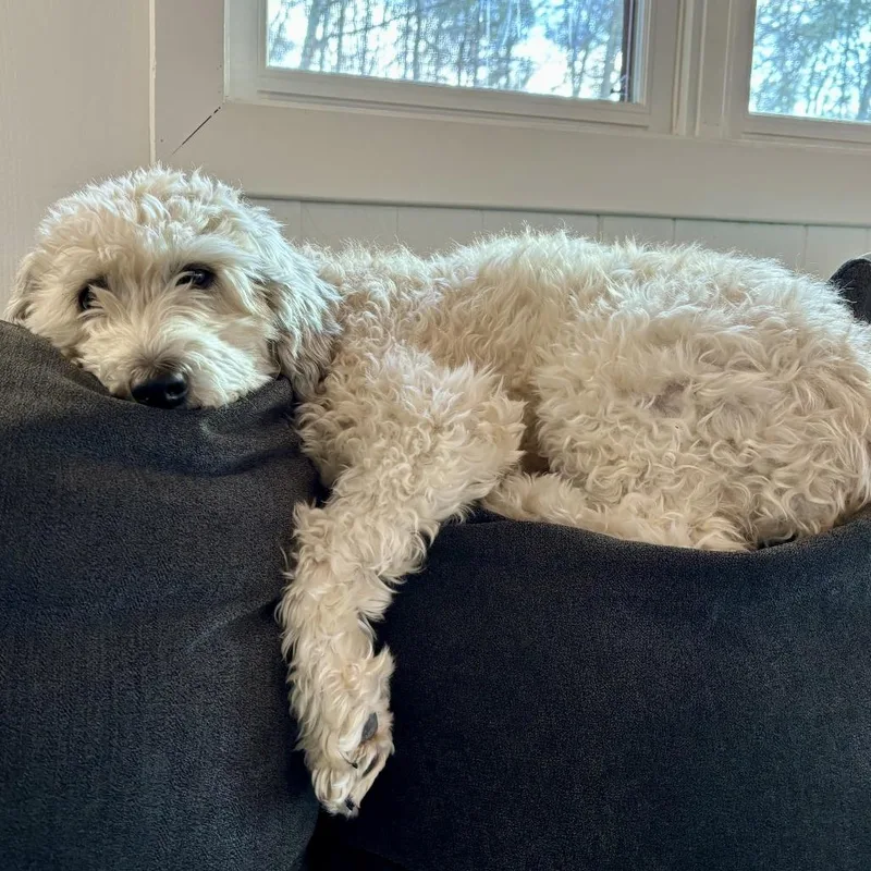 A senior medium-sized female Terrier dog named Bruin for adoption in Dover, NH