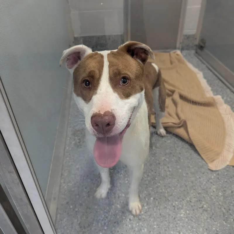 A young medium-sized male White / Cream Pit Bull Terrier dog named Callo for adoption in Charlottesville, VA