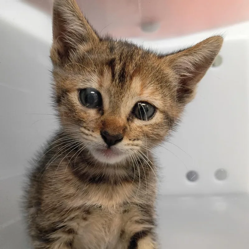 A baby small-sized female Gray / Blue / Silver Domestic Short Hair cat named Moonpie for adoption in Columbus, GA