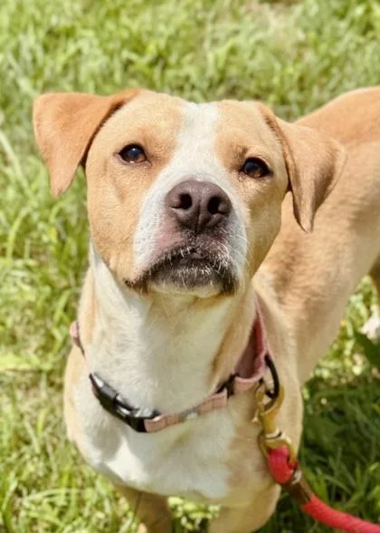 An adult medium-sized male Beagle dog named Clyde for adoption in Madison, NJ
